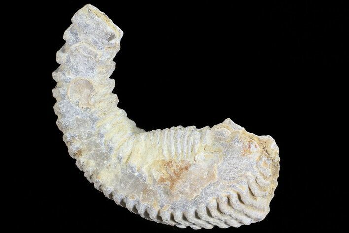 Cretaceous Fossil Oyster (Rastellum) - Madagascar #69651